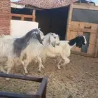 (( تم البيع )) 4 معزا مصريات بيض