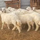 ( تم البيع ) طليان ورخال حرش اضاحي طيبه وجبره
