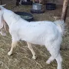 تيس مشروك فحل سدس