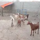 مقاني ماعز جنوبي