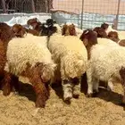 ذبايح بريه مشروطه
