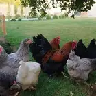 دجاج براهما