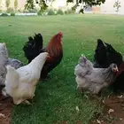 دجاج براهما