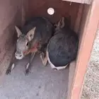 ارانب المارا الأرجنتيني