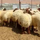 بهم نعيم