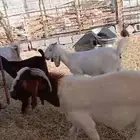 مقاني ماعز هجين بورقوت
