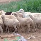 رخال من 430 ريال
