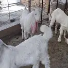 6 تيوس مشروكه للبيع  اعمار 4-5 شهور