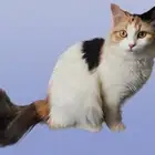 قطه أنثى للتبني ..