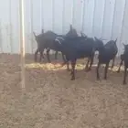 تيوس اسبانية مورسيانو