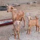 عنز عليها ثنين أناثي