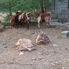 معزا محايلية فواخر ماشاء الله تبارك الله