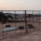 شبوك غنم