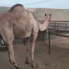 ناقه طابع على الشرط