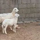 نعجة حرية من حلال الطايف