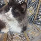 قط ضايع حي الاجواد