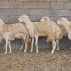 غنم حريه حرش صنف TOP
