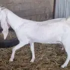 عنز ثنيه حايل وجفره جذعه الموقع عنيزة