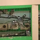 للبيع جاوا أزواج البيع الصامل والصادق الصادق فقط