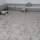 مجلس للبيع 4في 6