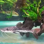 مجموعة من أسماك المونستر للبيع