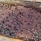 نحل بلدي خلايا افرنجي للبيع