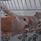 للبيع جوز قماري هولندي