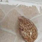 صدف البحر للبيع