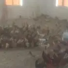 دجاج بلدي اعمار 4 شهور
