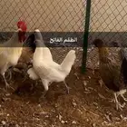 اطقم دجاج بياض