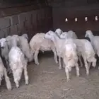 خرفان كفو للبيع