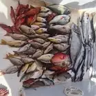 قوارب ابوات بوت قارب رحلات بحرية بياضة نزهة صيد كاستنج