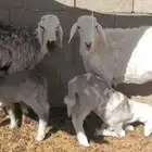 نعجتين حريات ثنايا ولد