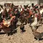 للبيع ديوك بلدي العدد 1500