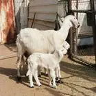 نعجه متبع كفو عليها رخلتين