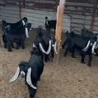 جذعات عوارض معرفات للبيع