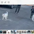 النوع هاسكى بيور مع جرو ذكر بيور