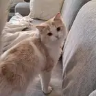 قط شيرازي جميل للتبني مع كامل اغارضه