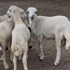 اربعة كباشة