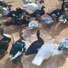بط شهرمان مسكوفي بح
