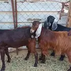 جفار طيبات