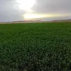 مزرعة بالجزائر