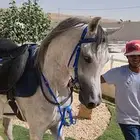 حصان عربي واهو