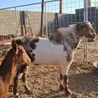 تيس فحل جنوبي