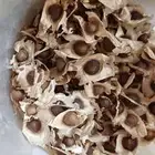 بذور المورنجا