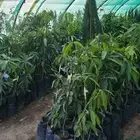 شتلات مانجو مطعمه لانجرا تومي جلن