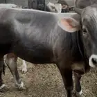 عجل سويسري كفو
