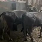 عجلتين سويسريه جاهزين للتلقيح