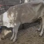 بقره بكر فيها حليب خمسه لتر تقريبا
