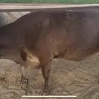 بقره كبيرة الحجم حليبها واجد وقت الولاده